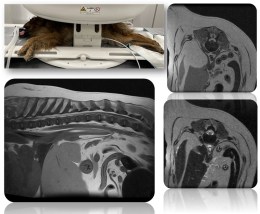 Чітка візуалізація попереково-крижового відділу хребта великої собаки вагою 58 кг на ветеринарному МРТ Magnifico Vet