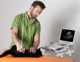 Ветеринарний лікар проводить ультразвукове обстеження черевної порожнини коту за допомогою портативної системи Esaote MyLab Alpha VET, яка встановлена на мобільному візку