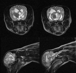 Високодеталізоване МРТ зображення нейрокраніуму собаки в поперечній проекції з чіткою візуалізацією структур мозку
