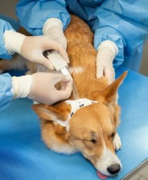 Модуль фіксується за вуха тварини. Це дозволяє знімати показники мозку прямо крізь шерсть, без гоління та зайвих дротів, що заважають хірургу